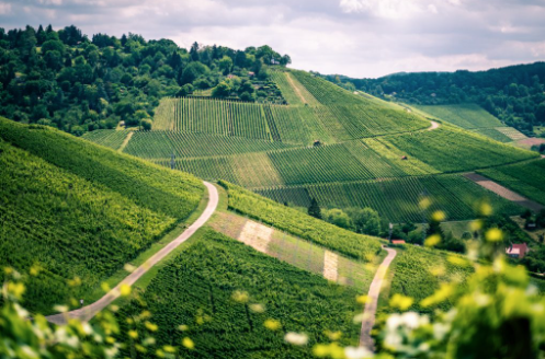 Stuttgart vineyard a view of a lush green field
