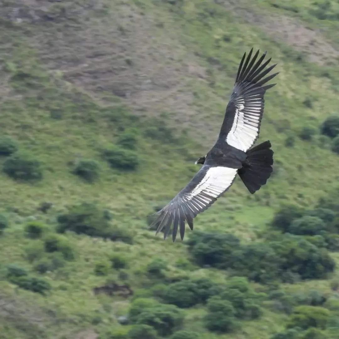 Condor flying over the Cordoba sierras