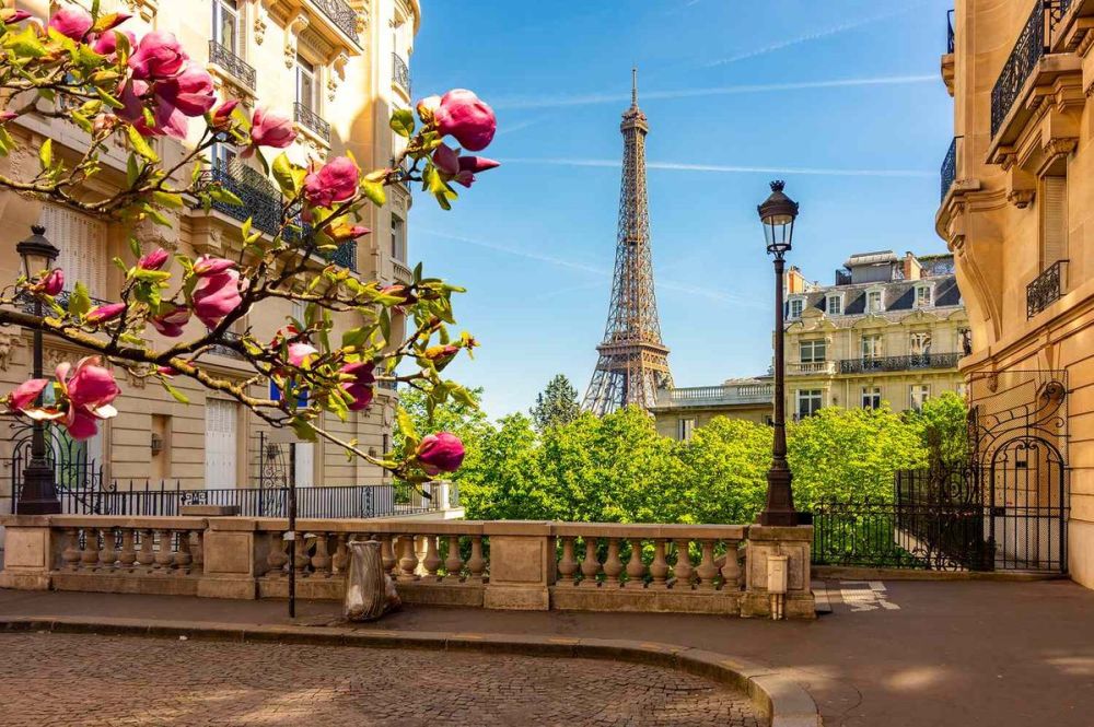 Eiffel Tower view framed by blooming pink flowers, Parisian buildings, and a clear blue sky.